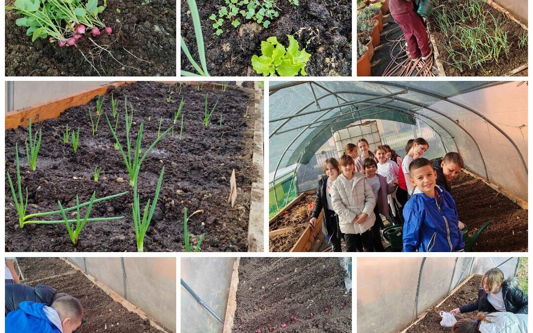 Naši mali vrtlari – velika škola života u plasteniku