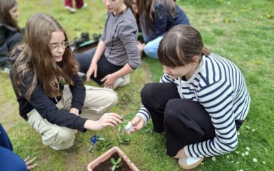 Učenička zadruga Pčelica uzgaja i razmnožava sukulente